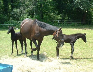 2003 Twin foals